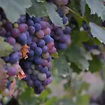 Cascina La Maddalena Bed & Wine * Rocca Grimalda