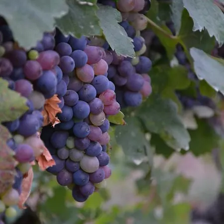 Cascina La Maddalena Bed & Wine * Rocca Grimalda