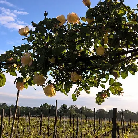 Cascina La Maddalena Bed & Wine Rocca Grimalda