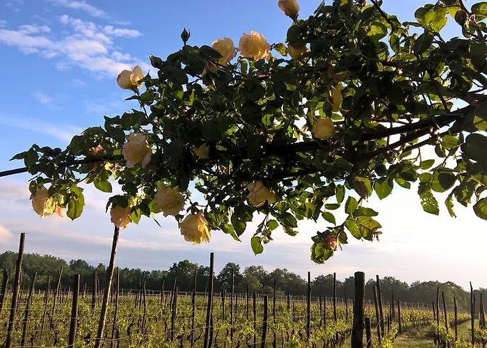 Cascina La Maddalena Bed & Wine Rocca Grimalda